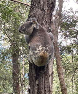 Koala William back home – but for how long?