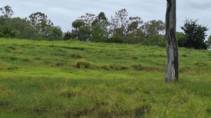 Calls rejected for stricter mowing schedule at park