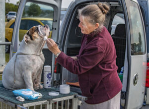 10 dogs and counting, bulldog lover’s big obsession