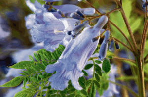 Funds slashed for Jacaranda Festival