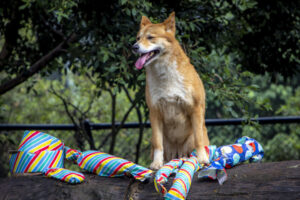 Dingoes celebrate with pawfect party