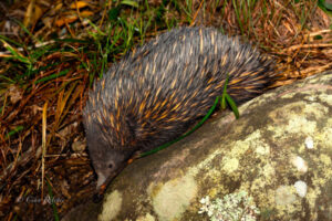 Woogaroo Forest singled out as critical echidna habitat