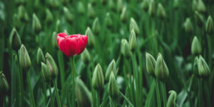 RUSSELL, Shirley Ida