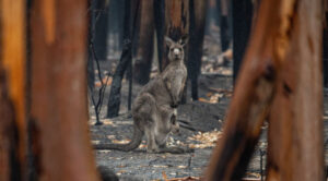Bushfire plan updated with temperatures to soar