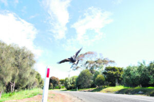 Magpie madness, why do they swoop?