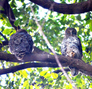 Powerful owls put on a show at Woogaroo Creek