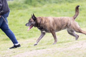 More shade for furry friends and owners