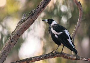 Angry birds swoop on Ipswich