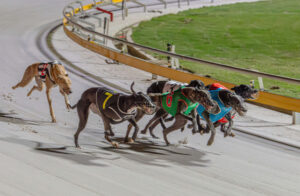 Summer Carnival firsts at The Q