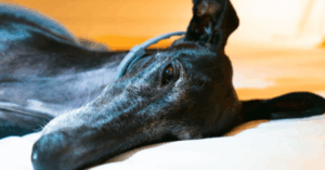 State welfare body has no idea of dog racing numbers