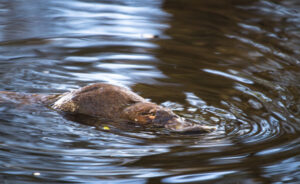 Floods, development wipe out platypus