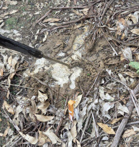 Hot water method achieves total fire ant eradication