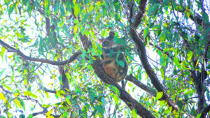 Outrage over ‘wanton destruction’ on koala habitat