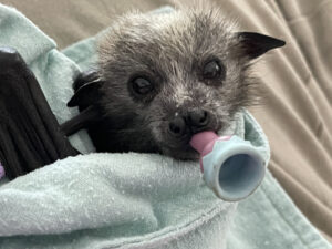 New peril stalks flying foxes