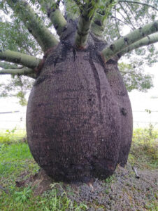 Marburg Bottle Tree likely for council protection