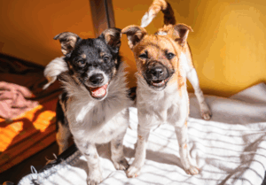 Pups dumped at Chuwar with mouths taped shut