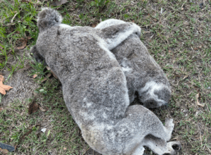 ‘Development critical … for affordable housing’