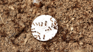 Fire ants on rampage at Redbank Plains