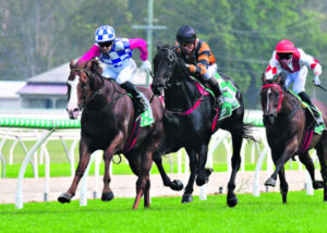 Bargain gelding gives Ipswich trainer surprise win