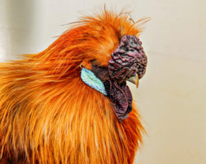 Biggest provincial poultry show held at Rosewood