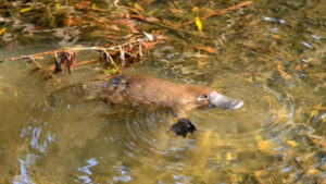DNA tests show platypus have not returned
