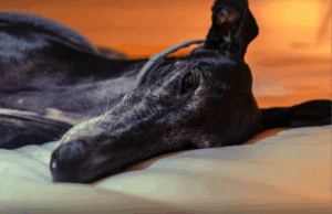 Breeding facility ‘massive failure’ for dog welfare