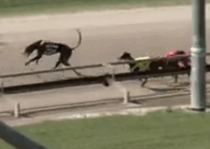Greyhound deaths at Ipswich intensifies opposition to new track
