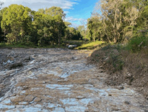 Locals blame sewer works for loss of koalas