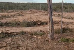 EDITORIAL: Survival of koala in crisis