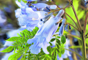 In full bloom: Where to see the best Jacarandas in Ipswich