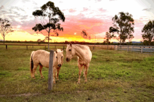 Big freeze brings dusting of snow at Hiddenvale