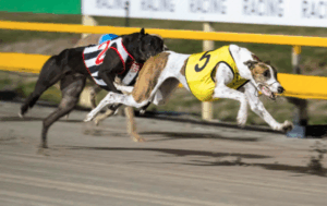 Plans for greyhound kennels mooted