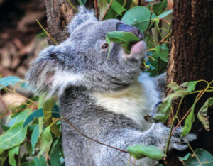 Have your say on koala protection