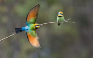 Busy Bee-eaters burst into Spring
