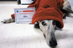 Kennels rubber stamped with amendments