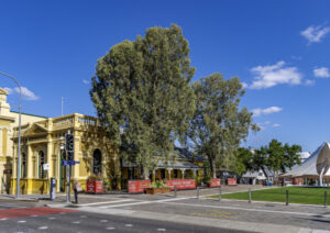 Proposal to axe d’Arcy Doyle melaleuca trees