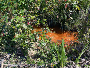 Junk, pollution ruin platypus creek
