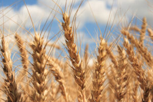 Raider wheat variety to hit Queensland growers market next season