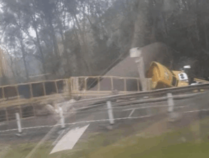 Man dead, cattle euthanised after B-double collision