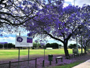 Jacaranda Festival to return next year