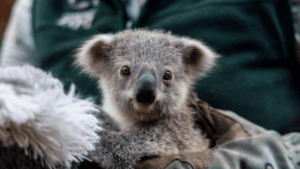 More grants for koalas