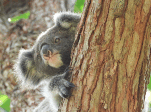 Another blow for suburban wildlife