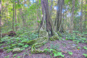 Grants will support community action in Queensland national parks