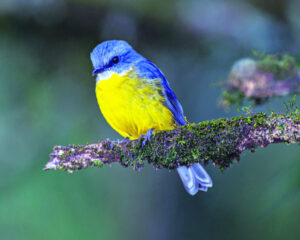 Bird lovers called on for Peak Crossing camp out
