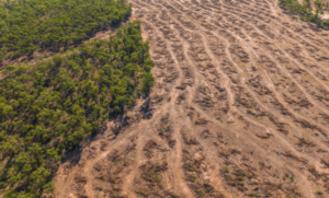 Land clearing crisis sounds alarm for wildlife