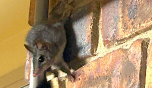 Plans puts threatened species at risk