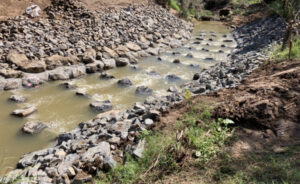 Native fish failed by Fisheries Department