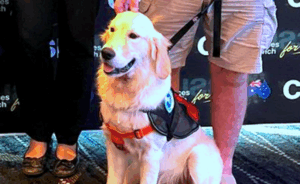 Loveable Lab Digger changing lives