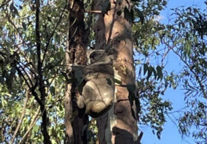 Plans approved days after election