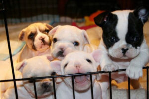 Animal Welfare League gets Ipswich Management Centre ‘pup’ and running